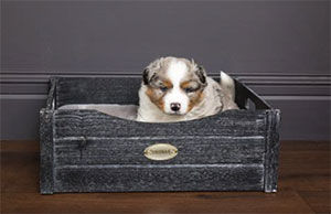 Scruffs® “Best in Show” Bed Crufts® 2019