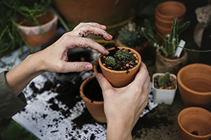 Applying Marie Kondo’s Magic to your Garden