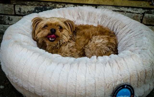 Small dog on Scruffs bed in rehoming charity