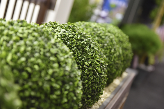 Landscape Show Image of plants