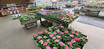 British Garden Centres arrives in Nottinghamshire - Flowers