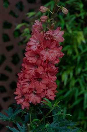 Delphinium hybrida Red Lark