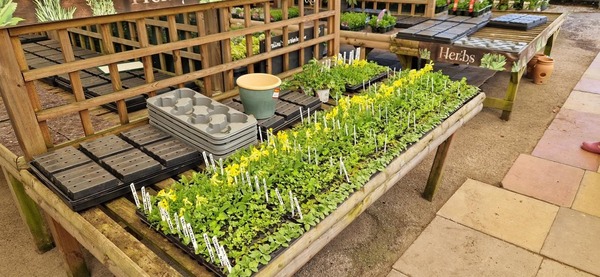 Meadow tray