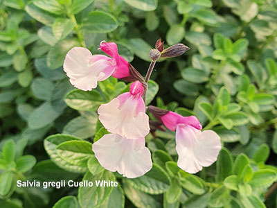 Salvia gregii Cuello white - used to raise money for Perennial charity