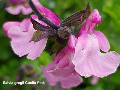 Salvia gregii Cuello Pink - used to raise money for Perennial charity