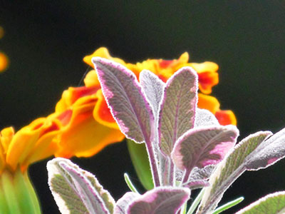 Purple Sage and Marigold Gwen Petitpierre grown using Goodlifegateway to provide 4 varieties of Liquid Organic Plant Food