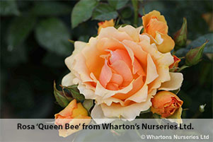 Roses for coronation Rosa ‘Queen Bee’ from Wharton’s Nurseries Ltd, 