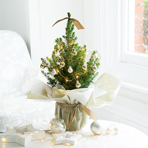 The Mini Christmas tree from BlossomingGifts