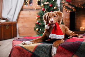 68% of UK Dog Owners planning to spend more this Christmas than last year