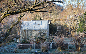 Garden in the winter