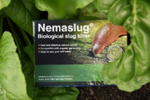 It’s time to dust off the watering can: Tackle spring pests with Nemaslug and Nemasys 