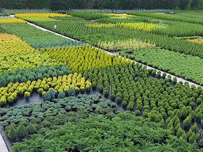 Nursery Shot Zoe Large - can ornamental Conifers help climate change