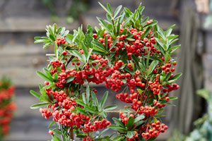 Wyevale Nurseries to propagate & sell Pyracantha ‘Red Star’