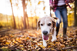 Your dog will make keeping your New Year’s resolutions a walk in the park!