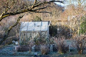 Garden in the winter