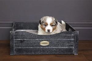 Scruffs® “Best in Show” Bed at Crufts® 2019