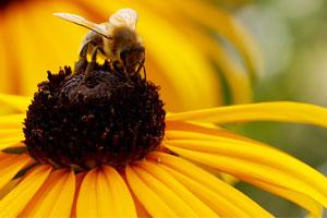 Haskins Garden Centre in Ferndown announces new partnership with Dorset Wildlife Trust