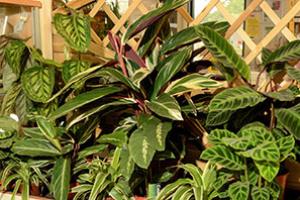 A selection of houseplants