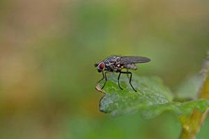 Fly on a leaf - Pest-Stop - domestic pest control products