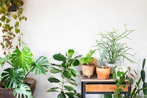 Houseplant sales increase in 2019