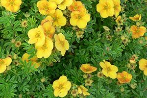 Potentilla fruticosa ‘Mango Tango’.