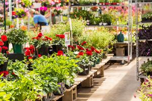 UK Garden Centre plants