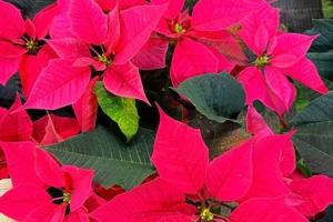 Poinsettia
