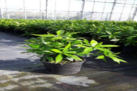 The World's Most Scented Shrub!