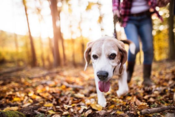 Walking dog through park