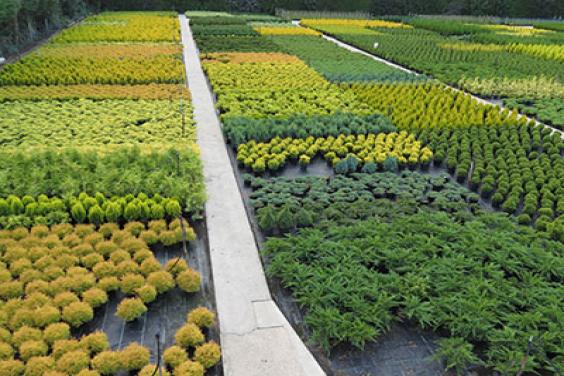 Nursery Shot Zoe Large - can ornamental Conifers help climate change