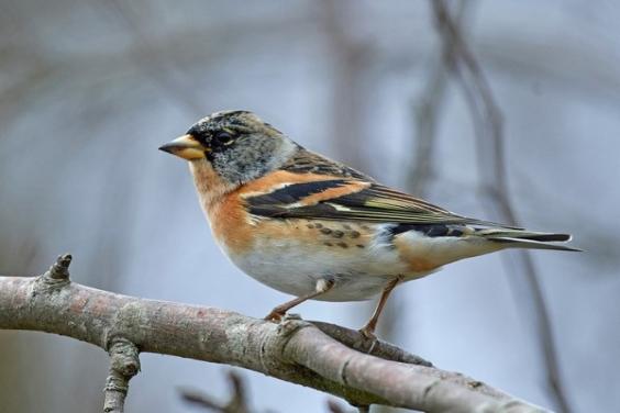 Migrating Bird