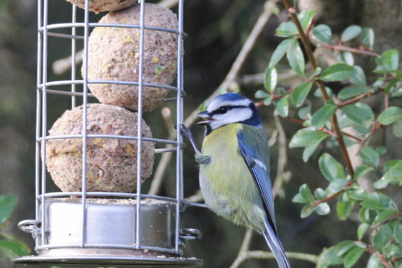 A bluetit eating from a bird feeder